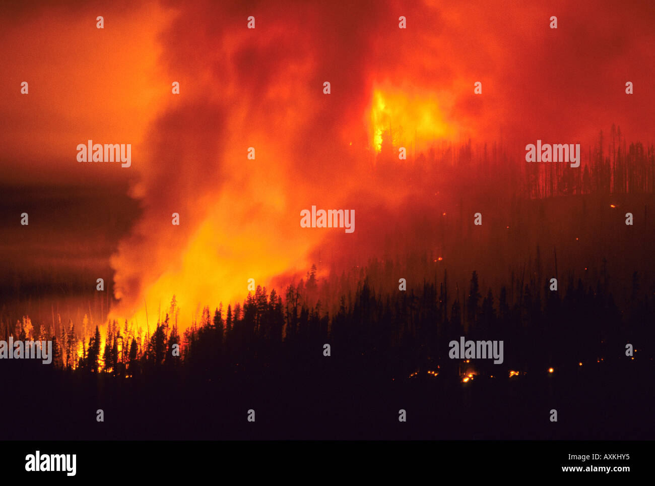 Un feu de forêt la nuit dans la forêt nationale de Boise IDAHO Banque D'Images
