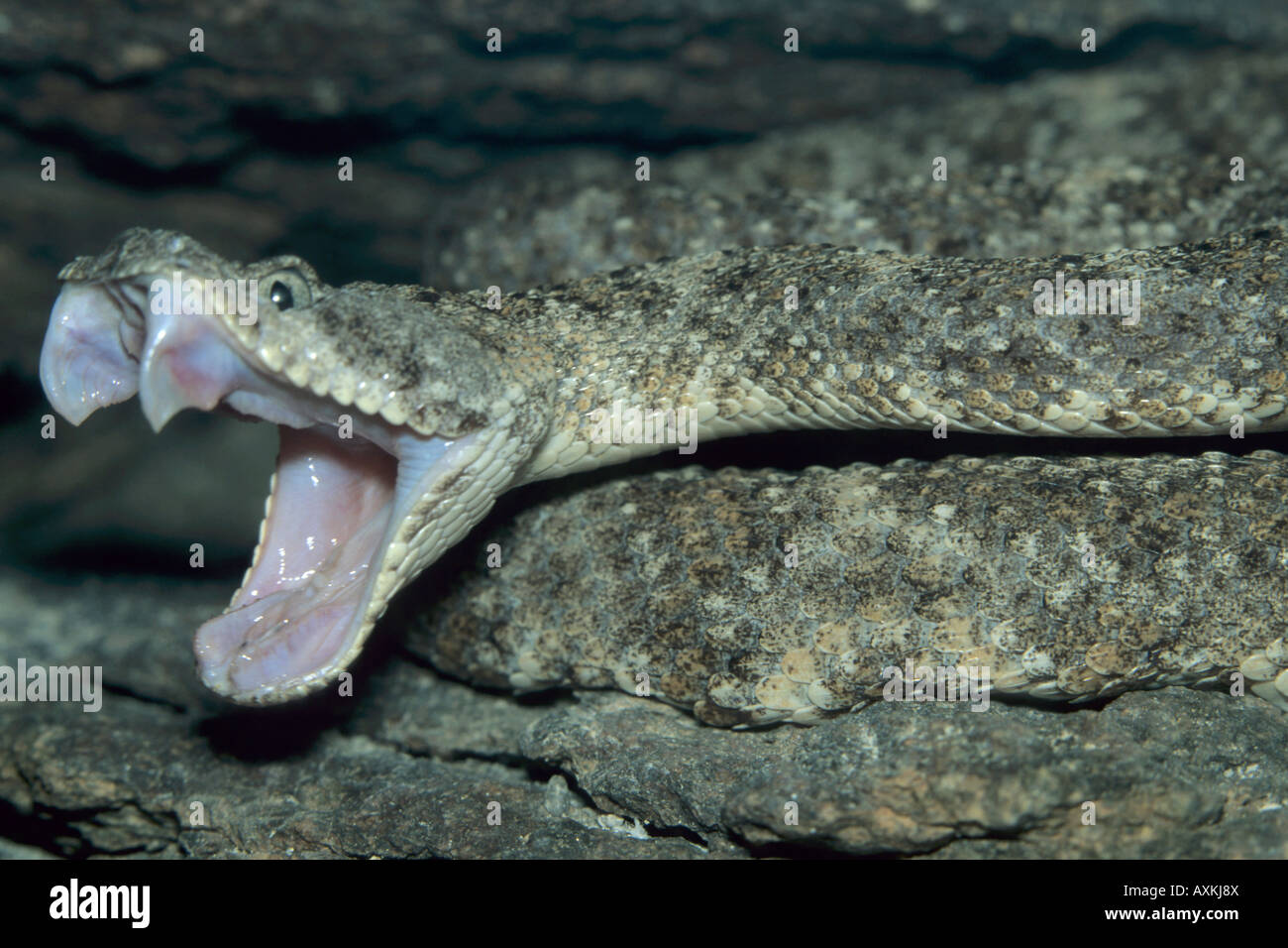 Le Crotale de l'Ouest (Crotalus mitchellii) frappante, Désert vivant Musée, Tucson Arizona USA Banque D'Images