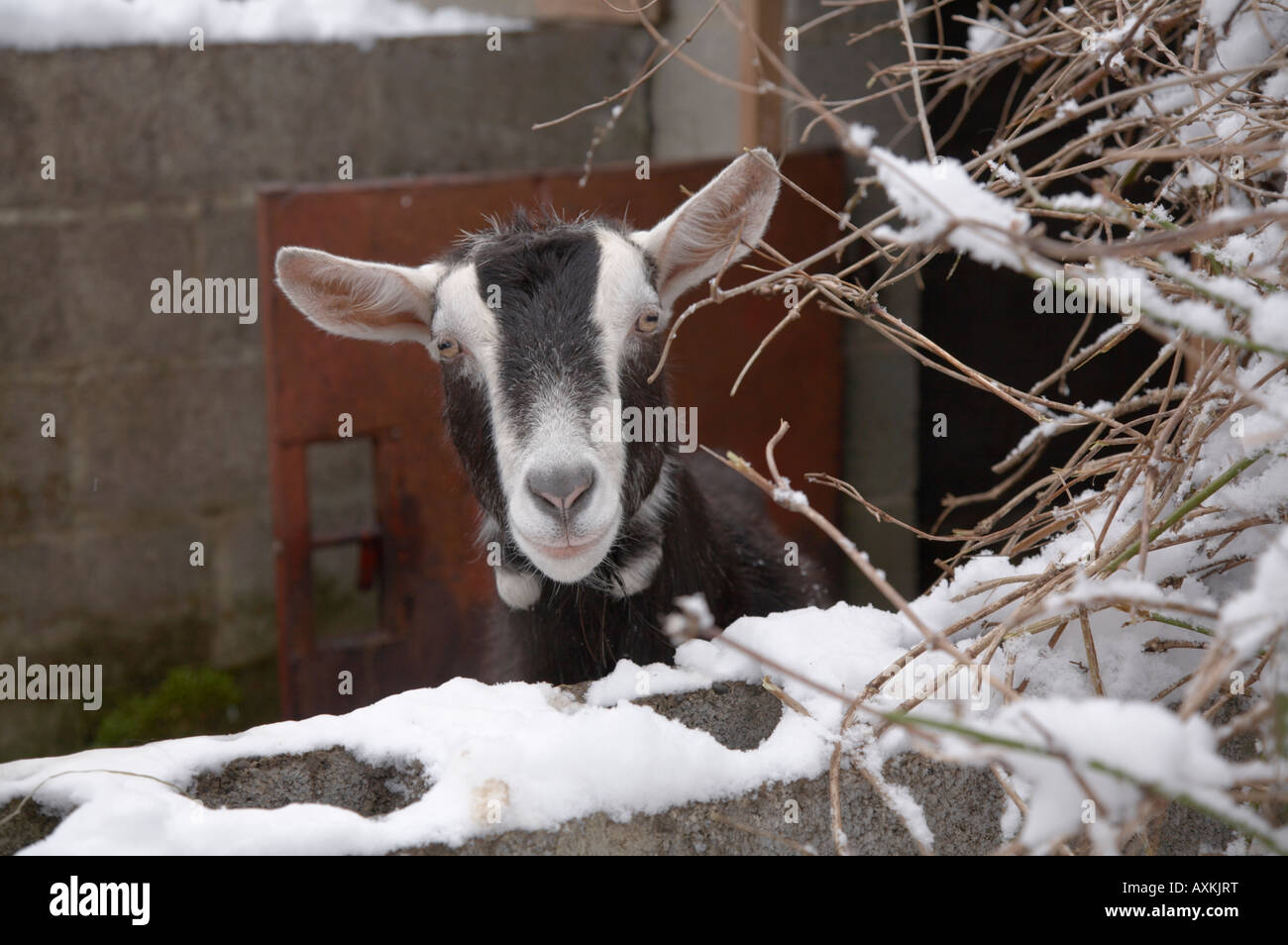 Goat alpine britannique dans la neige à Nidholm, dans le Yorkshire du Nord. D'une série sur la réalité de la petite exploitation Banque D'Images