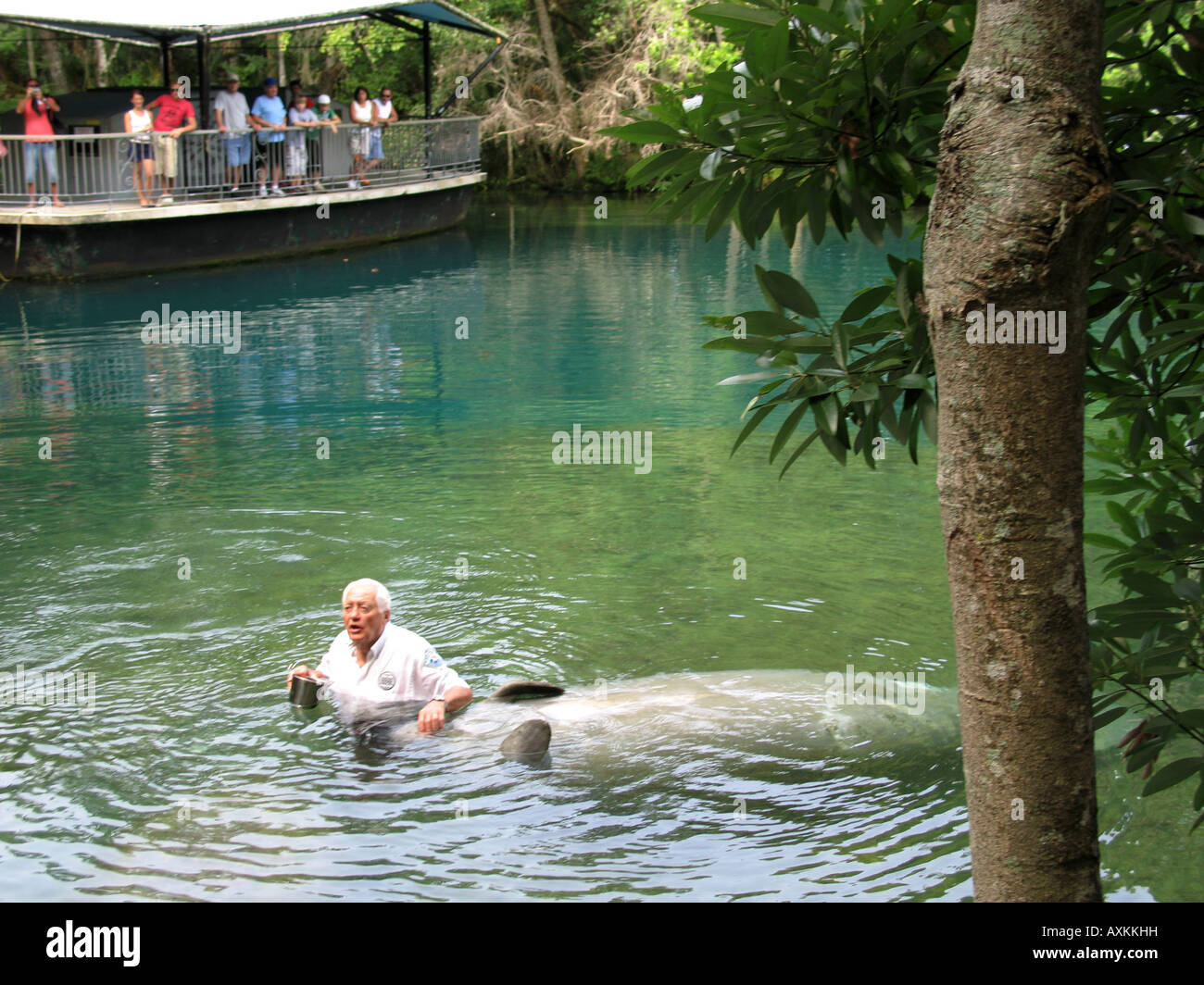 Devant un auditoire un lamantin show à Homosassa Spring State Park Florida USA Banque D'Images