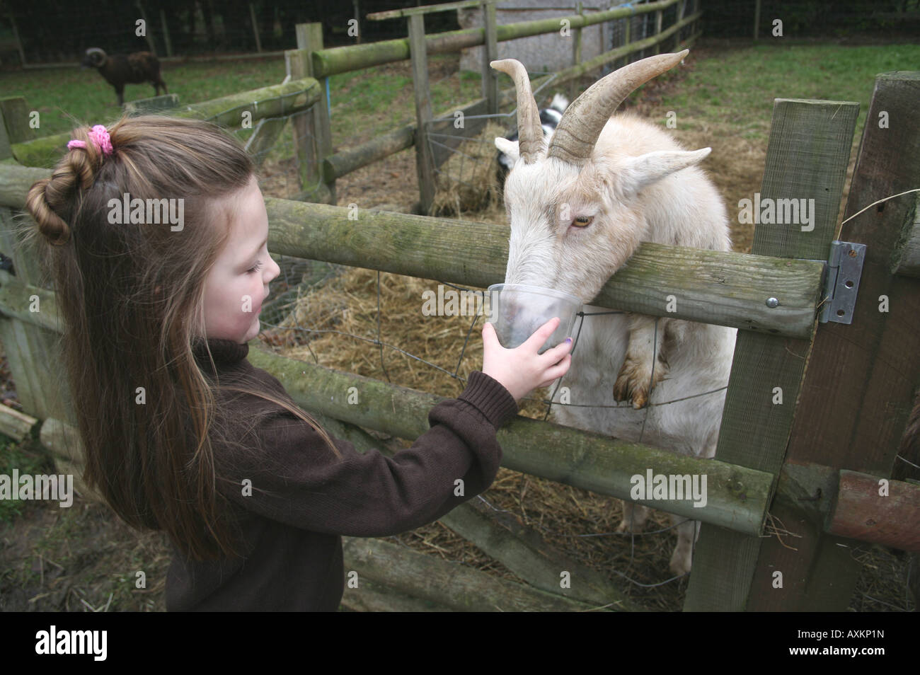 Petite fille nourrir une chèvre à la ferme Banque D'Images