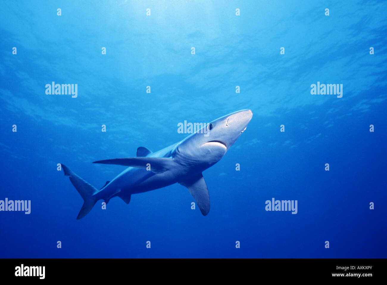 Piscine Requin bleu (Prionace glauca) San Diego, Californie, l'Océan Pacifique Banque D'Images