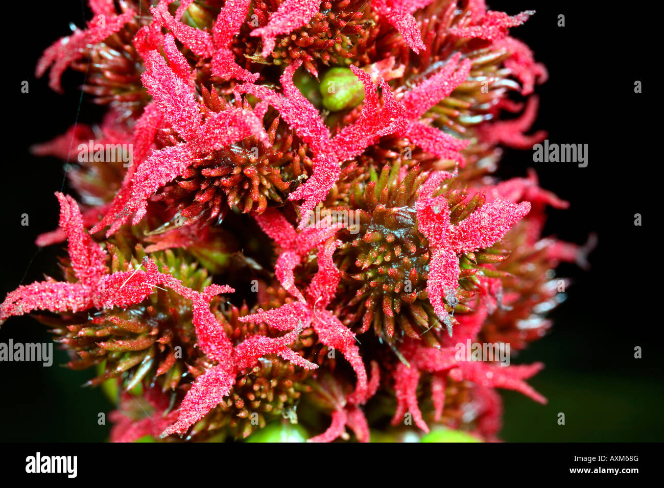 Fleur de ricin (Ricinus communis) Banque D'Images