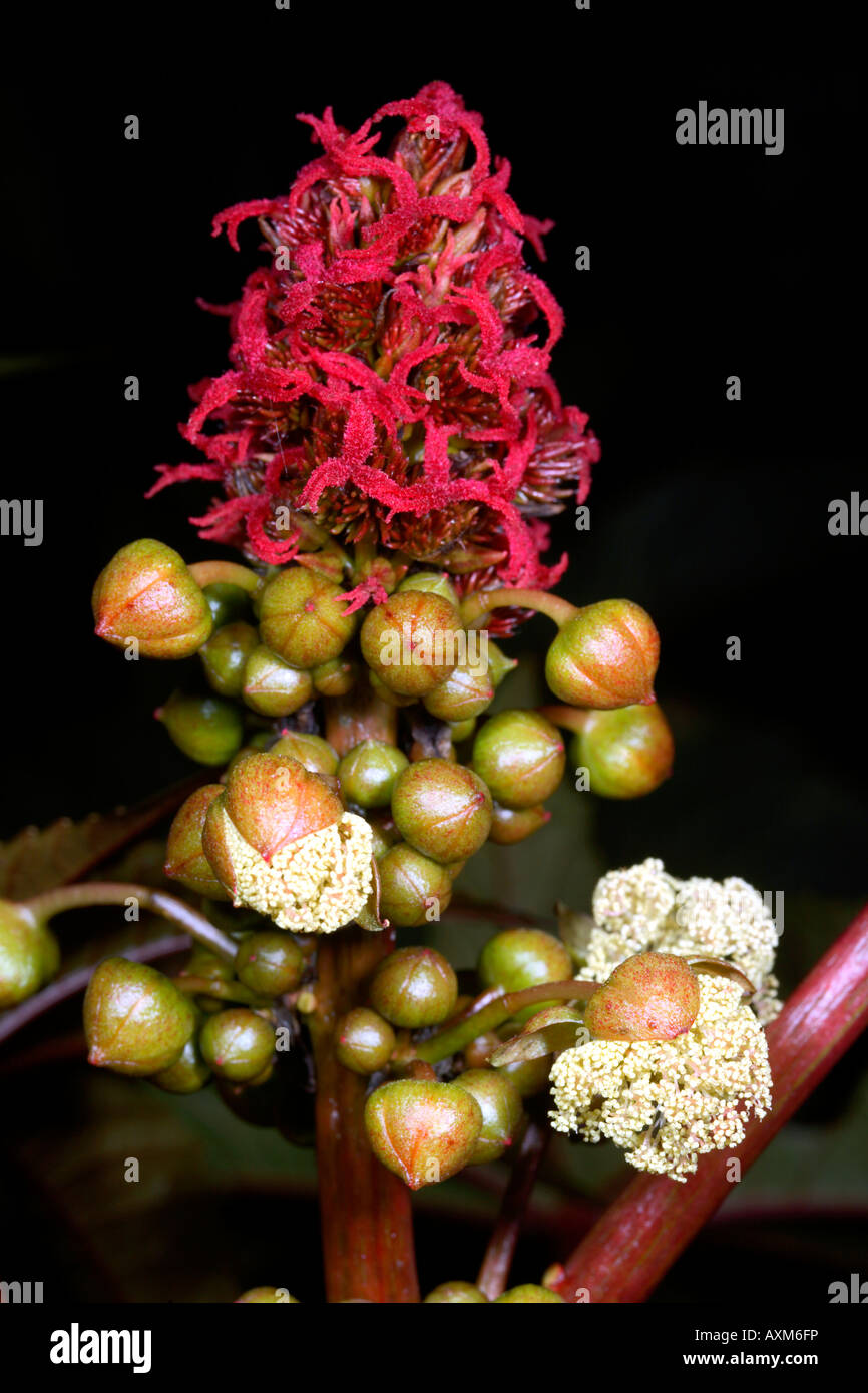 Fleur de ricin (Ricinus communis) Banque D'Images