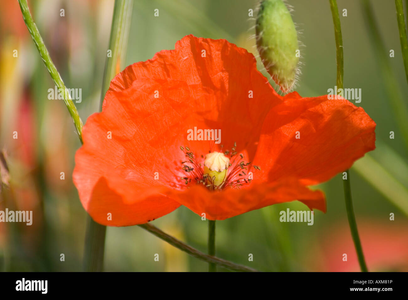 Ou rouge coquelicot (Papaver rhoeas) Banque D'Images