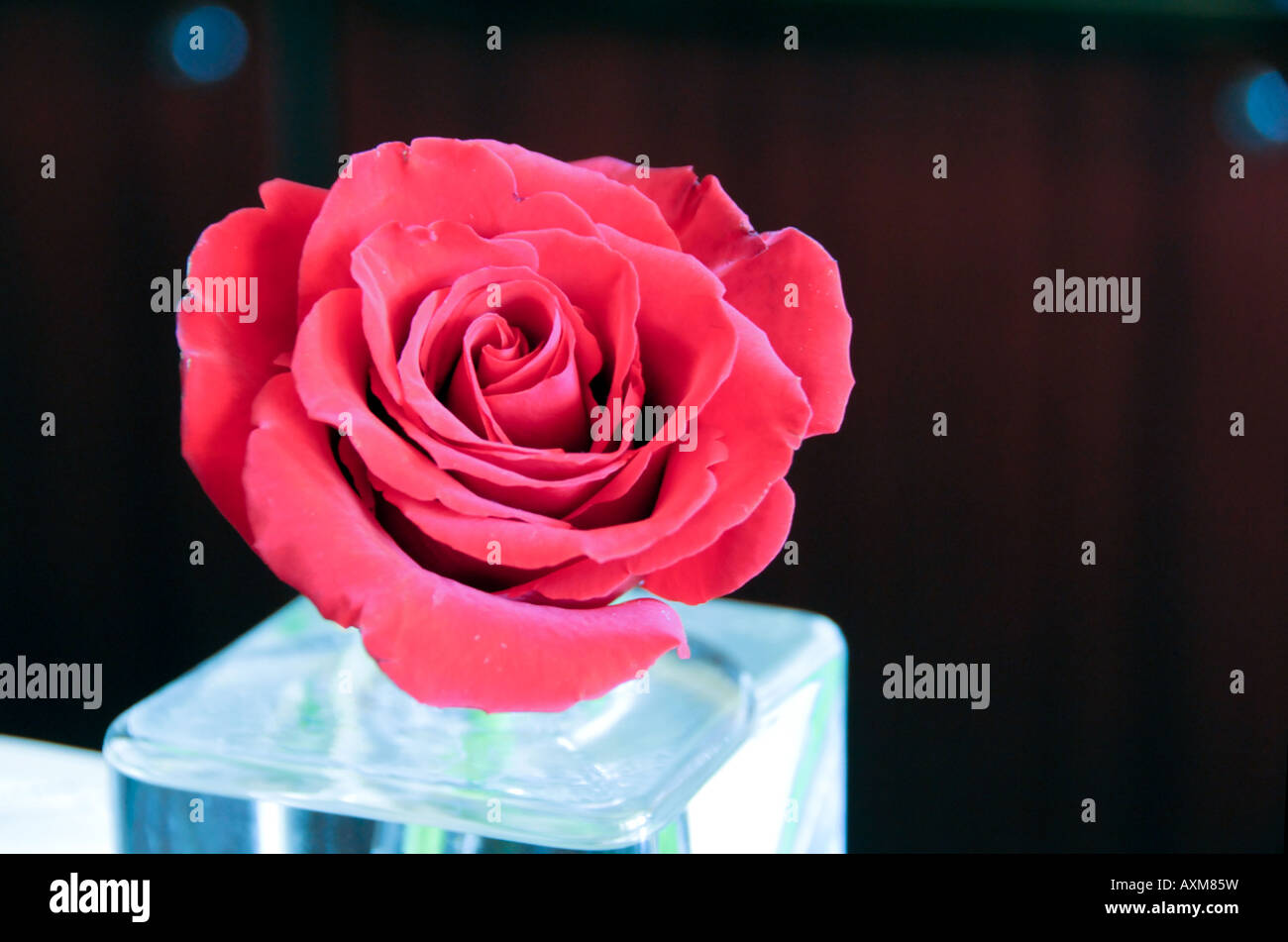 Rose rouge dans un vase de cube de verre Banque D'Images