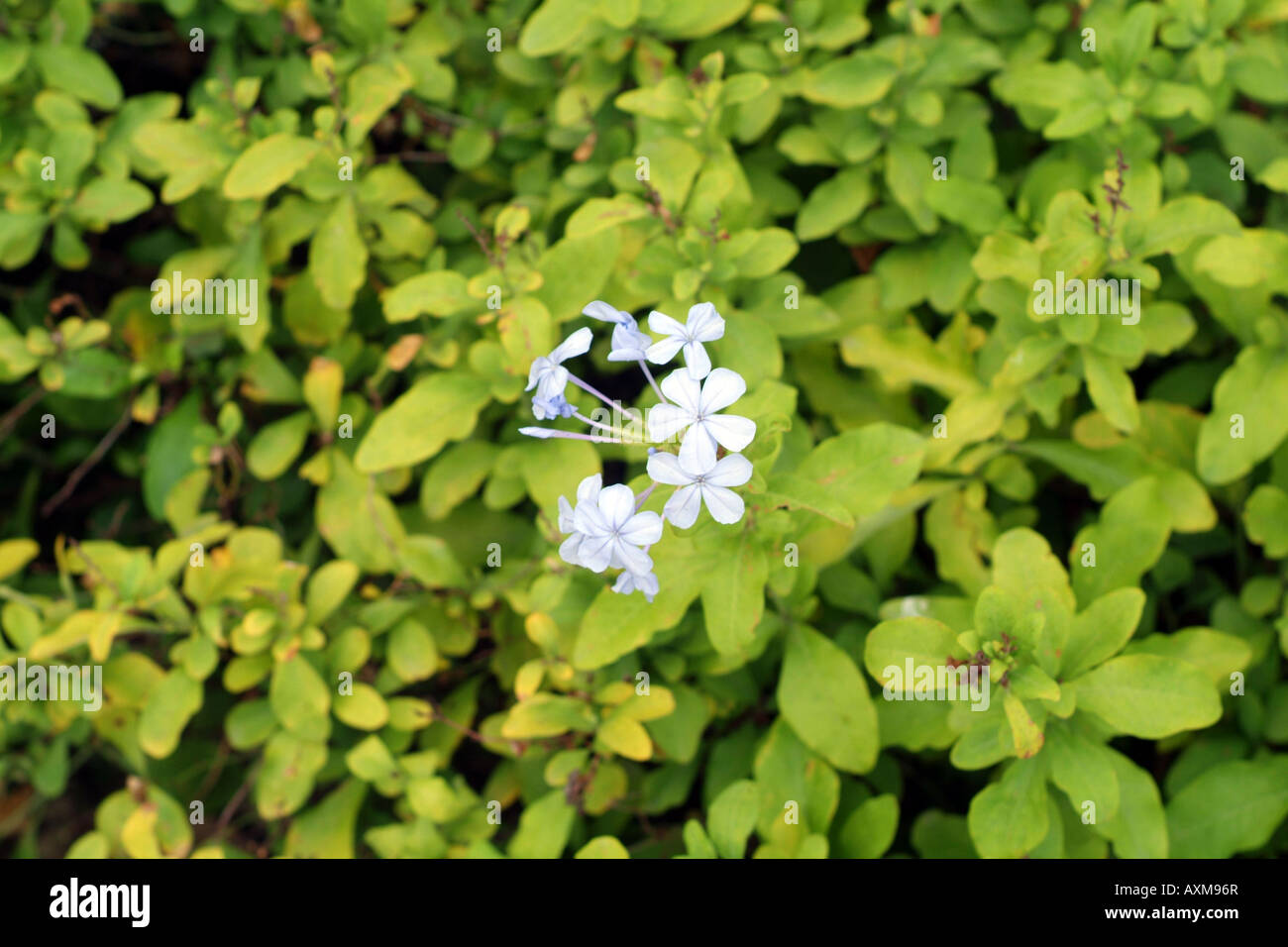 Fleurs vert feuille plante tropicale fleurs blanc croustillant texture organique nature beauté de la végétation Banque D'Images