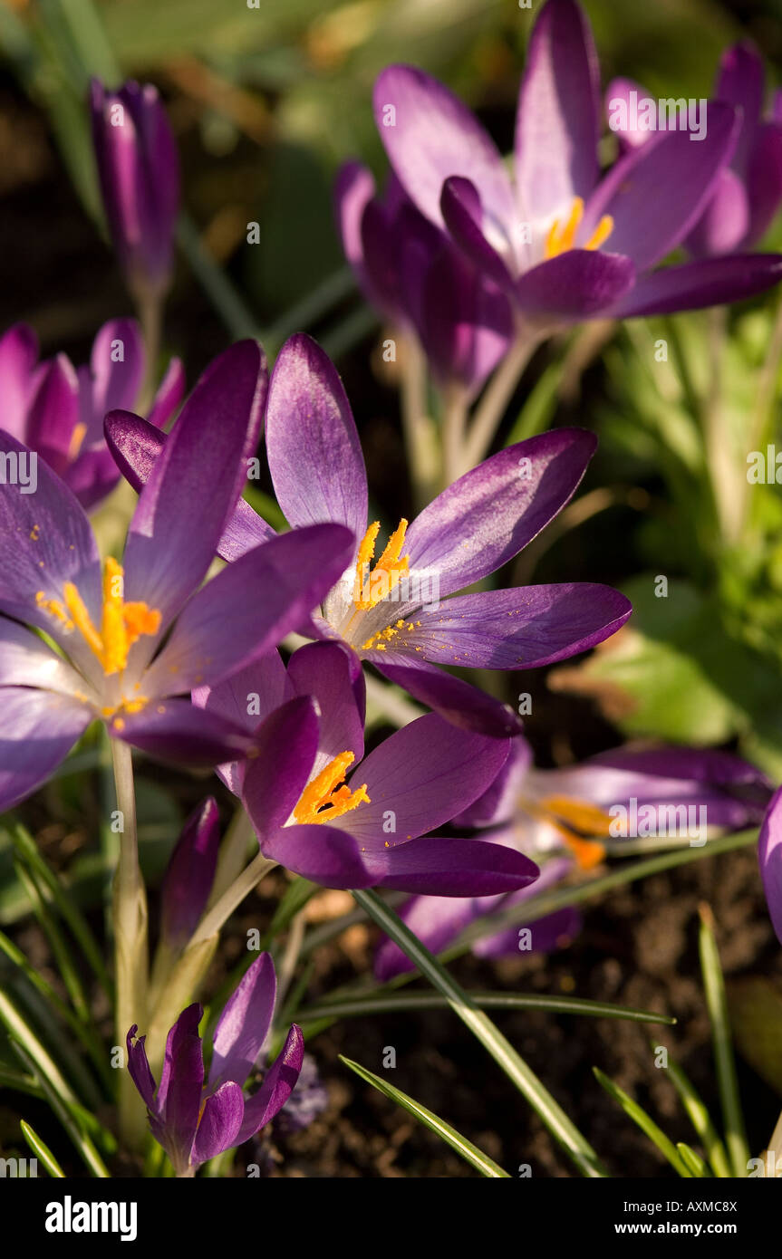 Crocus crocuses fleurs violettes fleurs fleurir dans un jardin au printemps gros plan Angleterre Royaume-Uni Grande-Bretagne Banque D'Images
