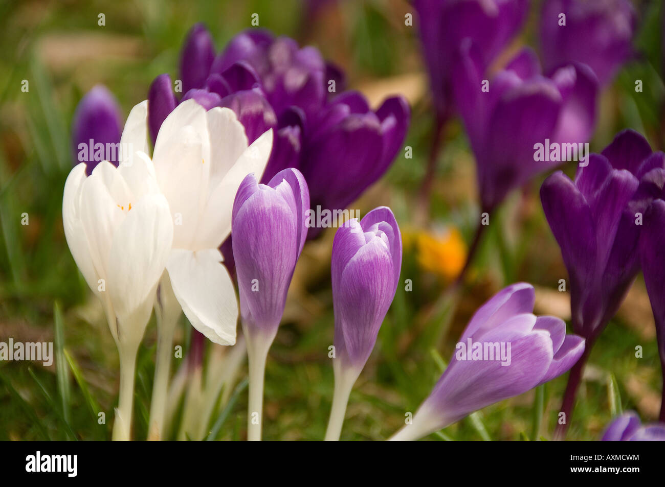 Crocus violet et blanc crocus fleurs fleurs fleurir dans un jardin au printemps Angleterre Royaume-Uni GB Grande-Bretagne Banque D'Images