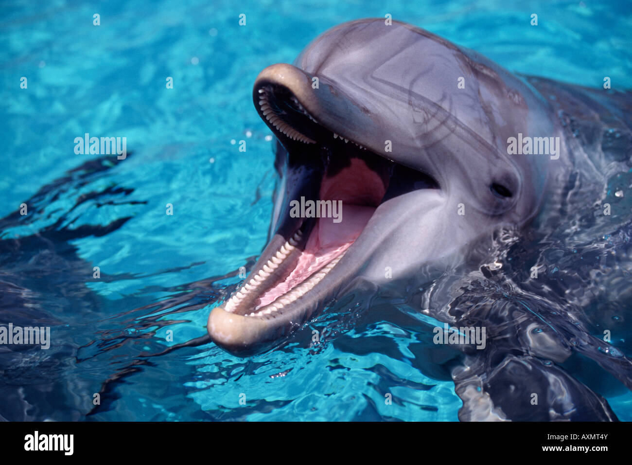 Grand dauphin (Tursiops truncatus), bouche ouverte Banque D'Images