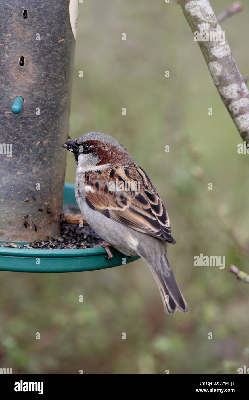 Moineau domestique mâle sur graines de Niger Mangeoire Banque D'Images