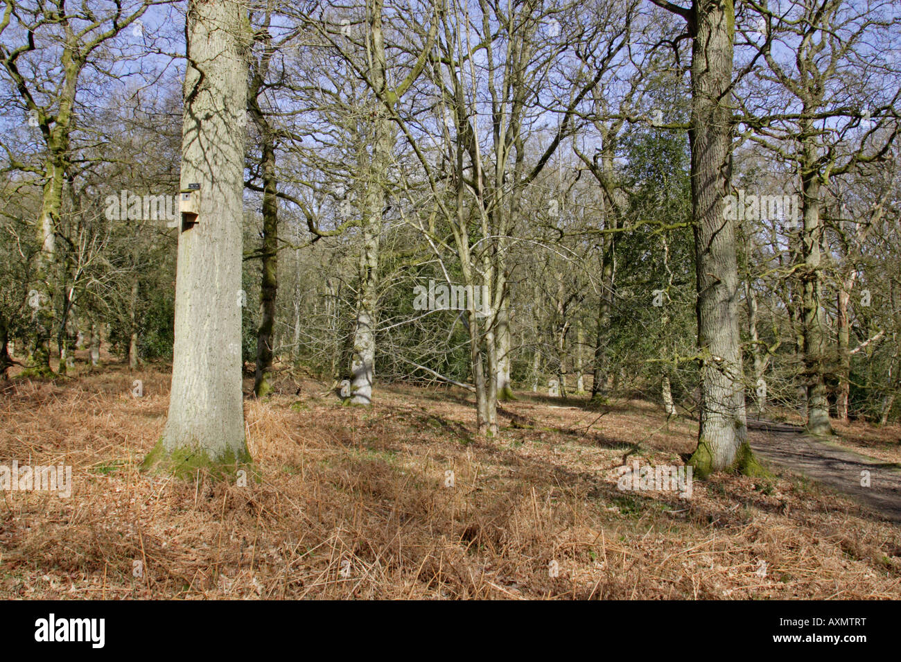 Vues de la réserve RSPB Nagshead au début du printemps Banque D'Images