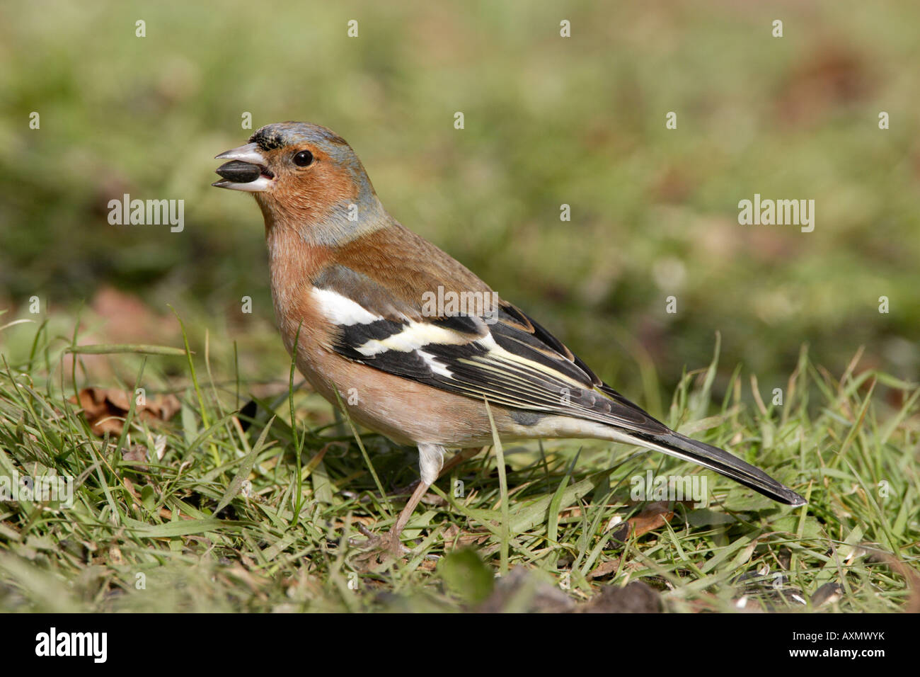 Alimentation mâle Pinson sur le terrain Banque D'Images