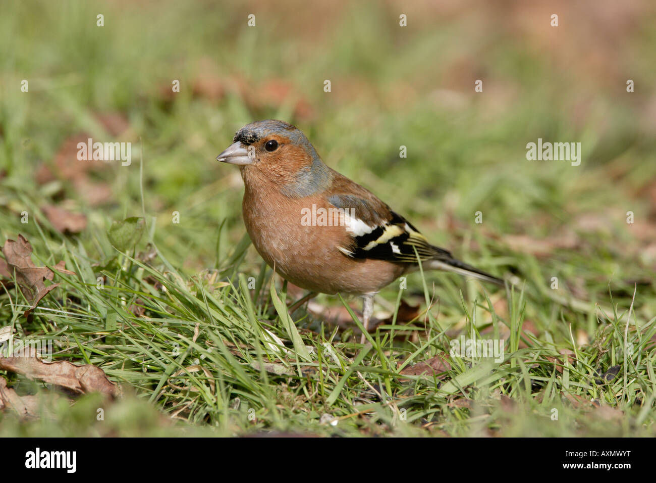 Alimentation mâle Pinson sur le terrain Banque D'Images