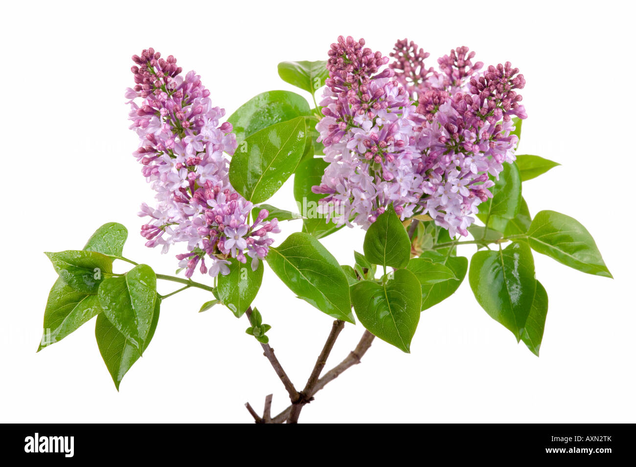 Fleurs lilas de source fraîche rosée avec isolated on white Banque D'Images