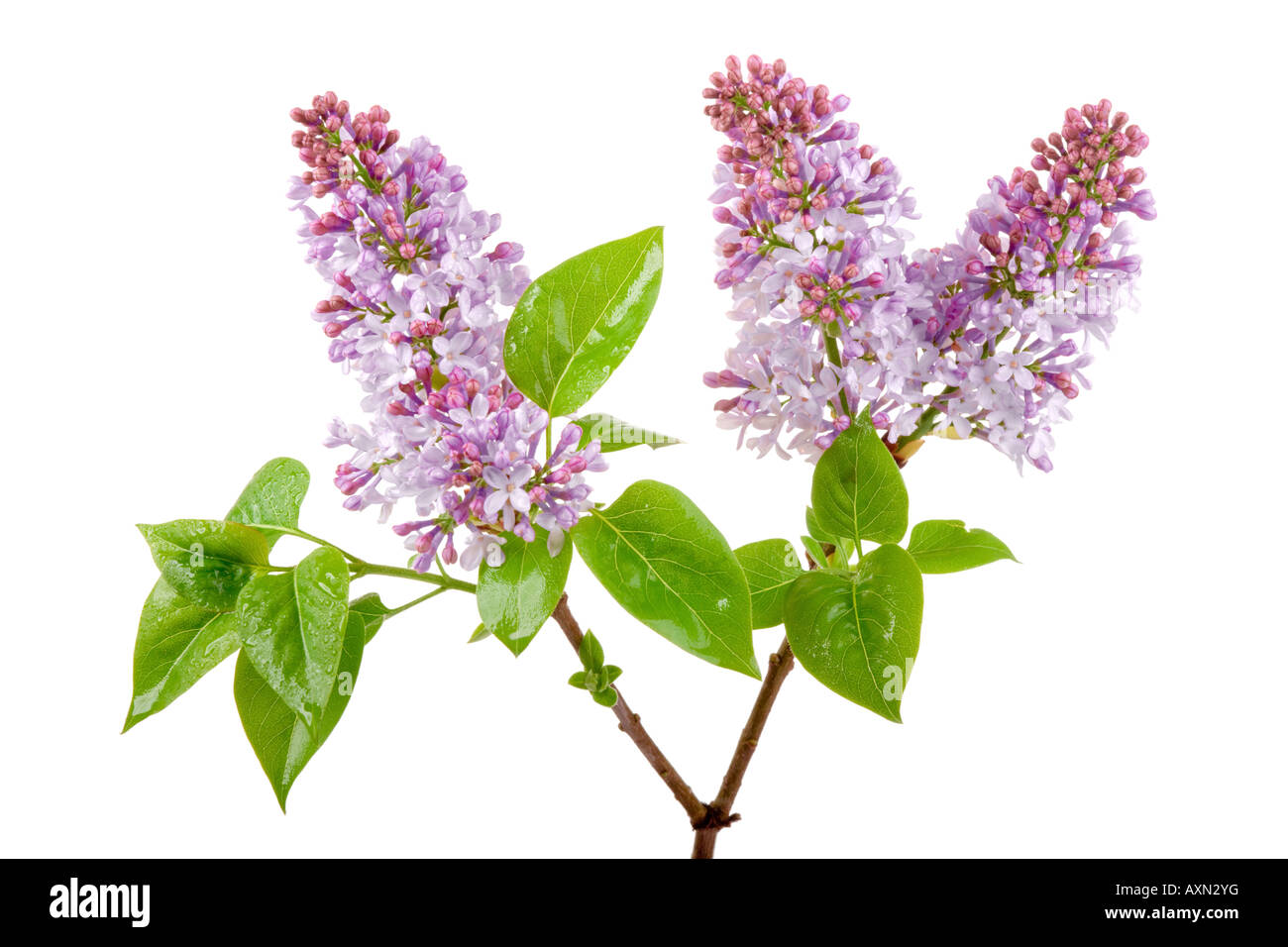 Fleurs lilas de source fraîche rosée avec isolated on white Banque D'Images