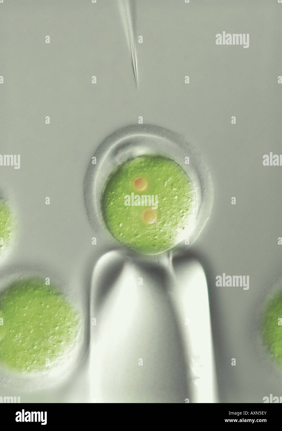 La microinjection de clonage de cellules souches embryonnaires humaines les cellules ES en ovule fécondé Banque D'Images