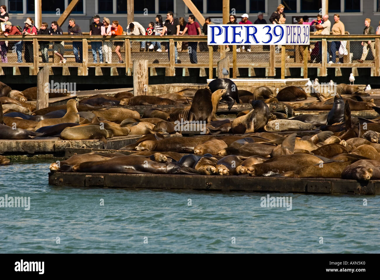 Les Lions de mer au Quai 39 sur Fishermen's Wharf à San Francisco Banque D'Images Les Lions de mer au Quai 39 sur Fishermen's Wharf à San Francisco Banque D'Images