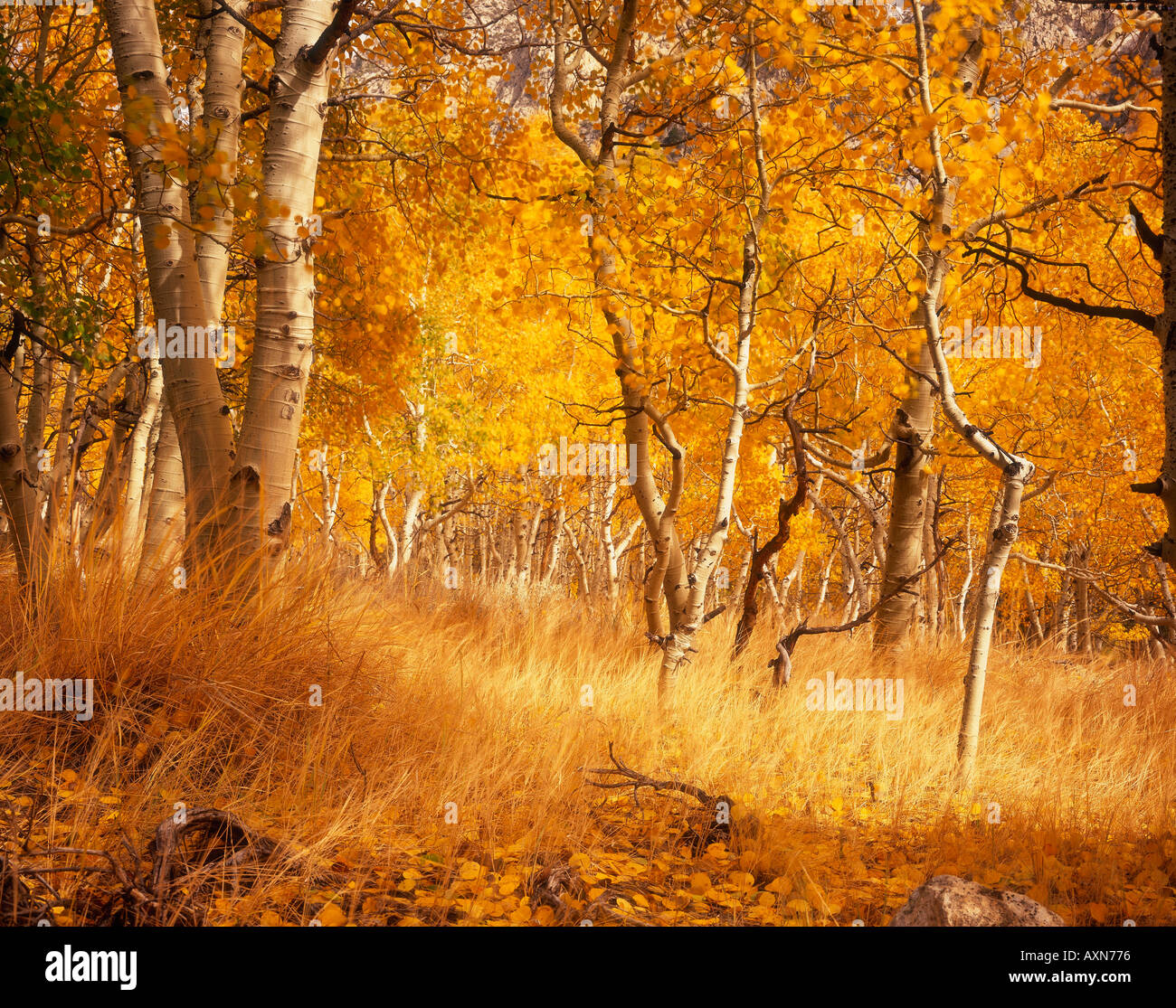 Les arbres d'Automne doré Lac Juin Sierra Nevada California USA Banque D'Images