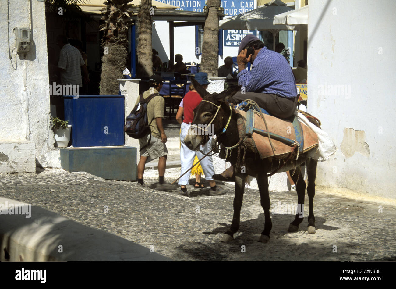 Homme grec sur donkey with Mobile phone Banque D'Images