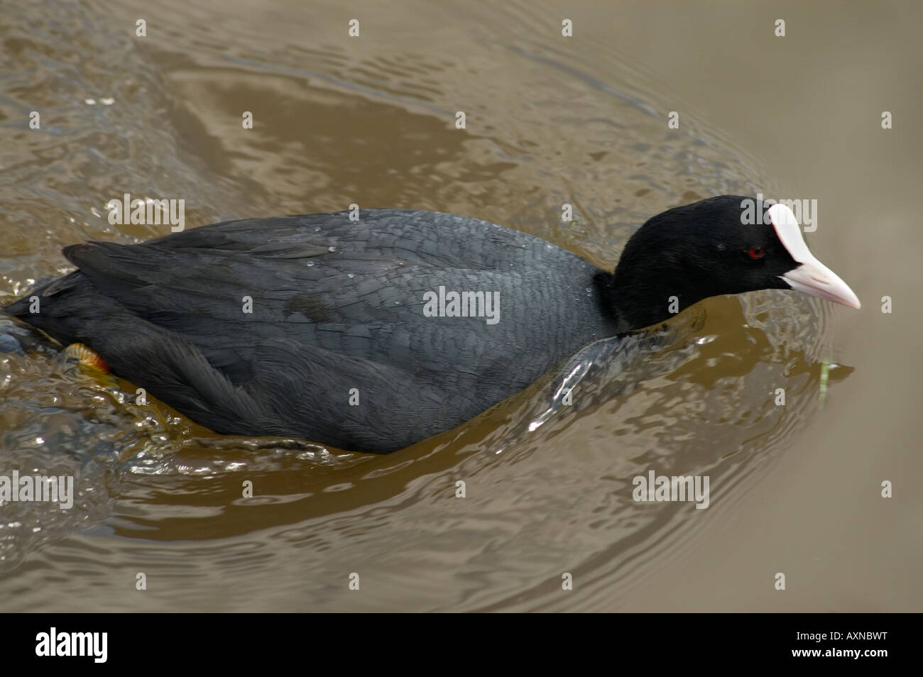 Foulque paddling rapidement dans toute la piscine, Staffordshire Banque D'Images