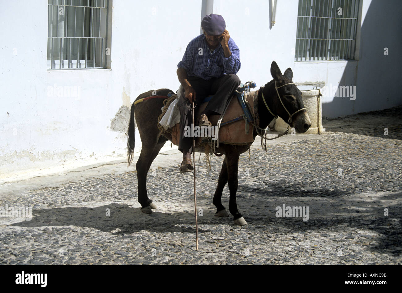 Homme grec assis sur un âne en conversation sur son téléphone portable Les Cylcades Santorin Thira, Grèce Banque D'Images