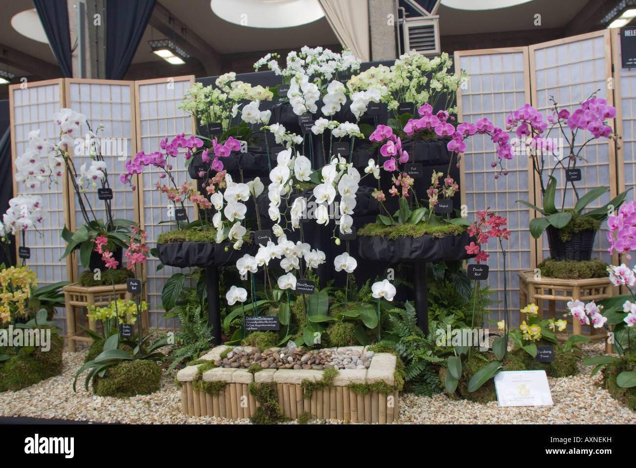 L'affichage à l'Orchidée RHS Orchid Show 2008 Banque D'Images