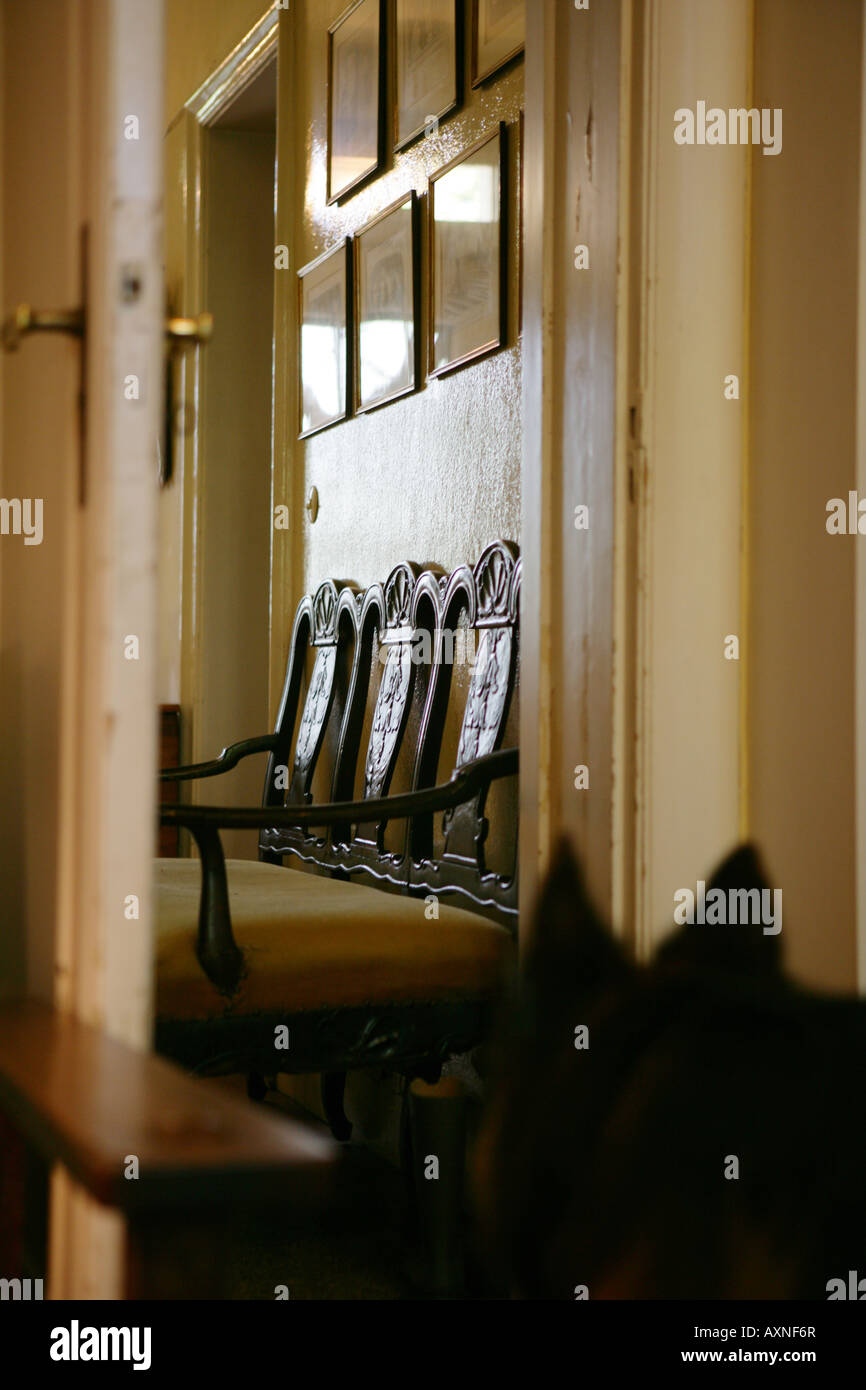 Berger allemand cherche dans le hall d'entrée Banque D'Images