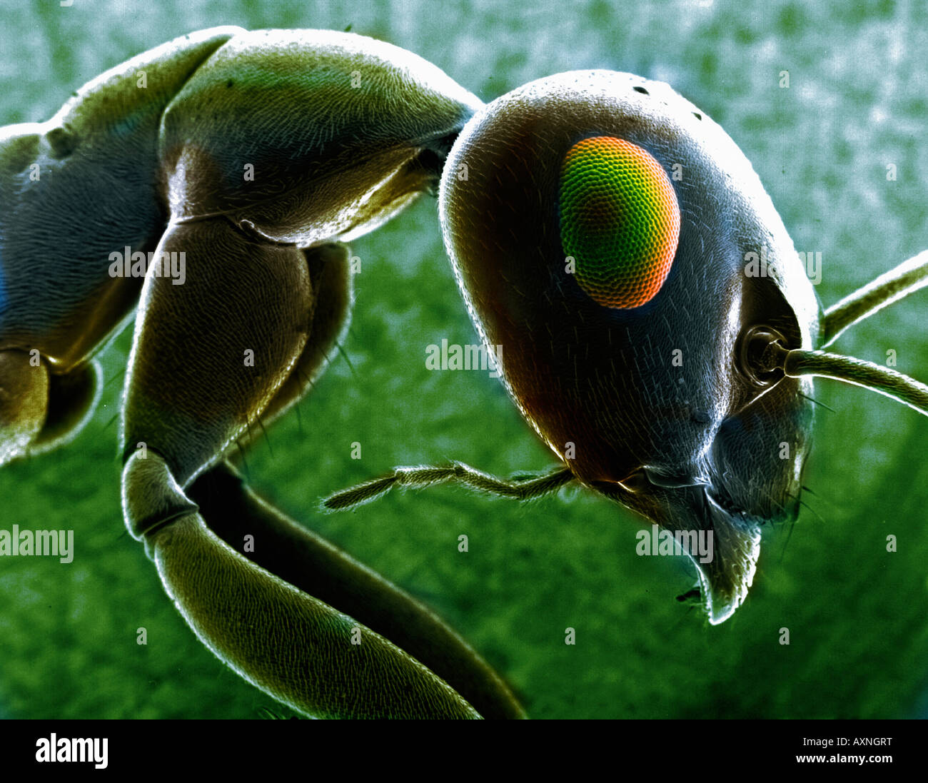 Ant comme vu à travers un microscope EM Banque D'Images