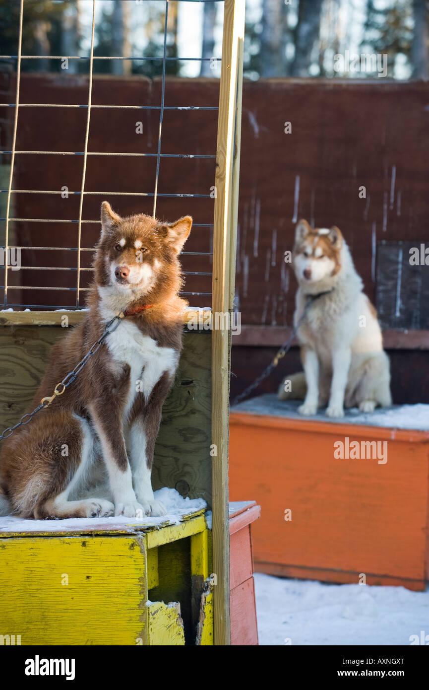 Les CHIENS INUITS CANADIENS SE SITUENT EN HAUT DE LEURS chiens de traîneaux WINTERGREEN LODGE Banque D'Images