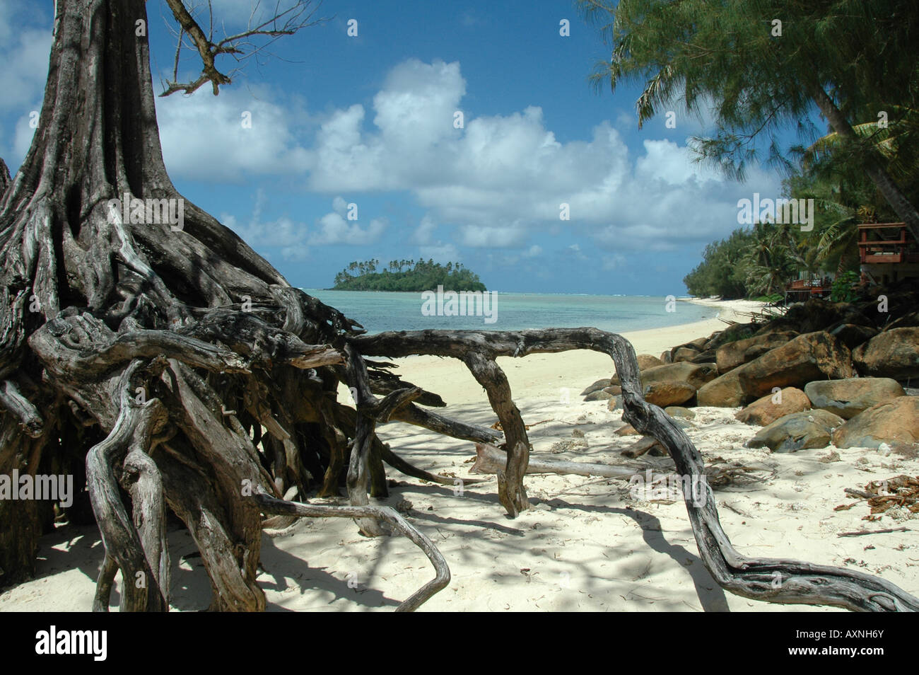 Les racines exposées des arbres de bois d'un fer à repasser sur la rive des îles Cook. Dans l'arrière-plan peut e vu Taakoka Motu. Banque D'Images