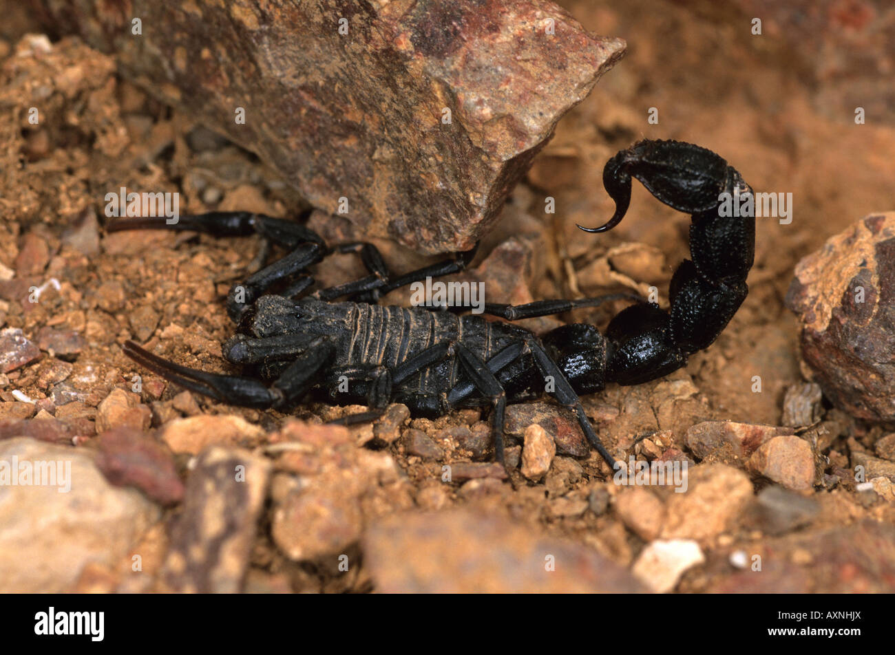Scorpion Androctonus mauritanicus Maroc Banque D'Images
