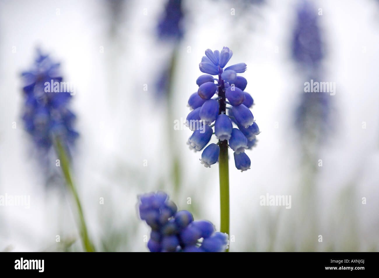 Grape hyacinth Muscari armeniacum, poussant dans la neige Banque D'Images