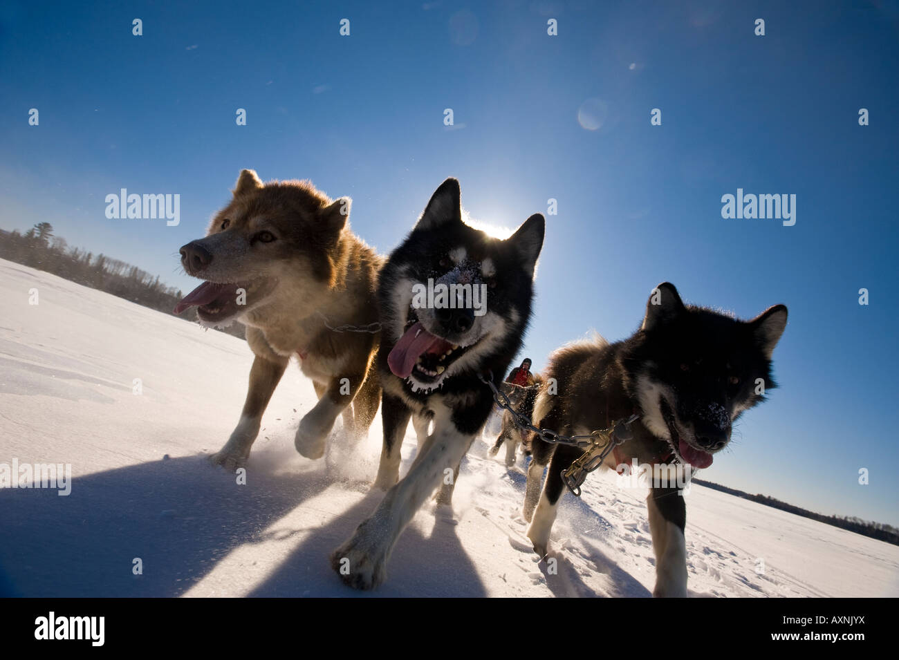 Les chiens de traîneau inuits canadiens TIRANT SUR LE LAC WINTERGREEN TRAÎNEAU À CHIENS LODGE Banque D'Images