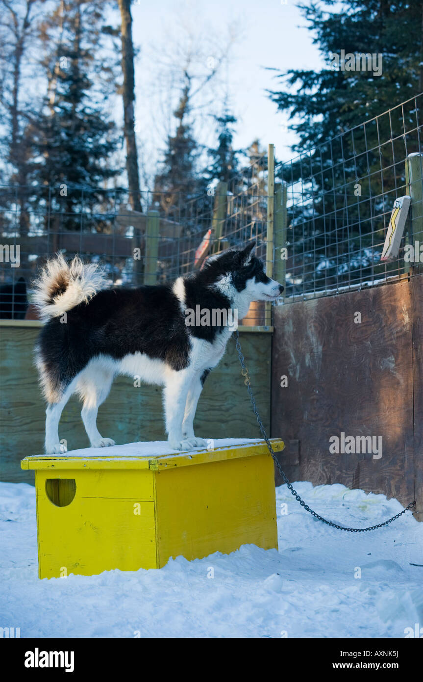 Un chien INUIT CANADIENNE SE DRESSE SUR L'IL S DOG HOUSE GAULTHÉRIE TRAÎNEAU À CHIENS LODGE Banque D'Images