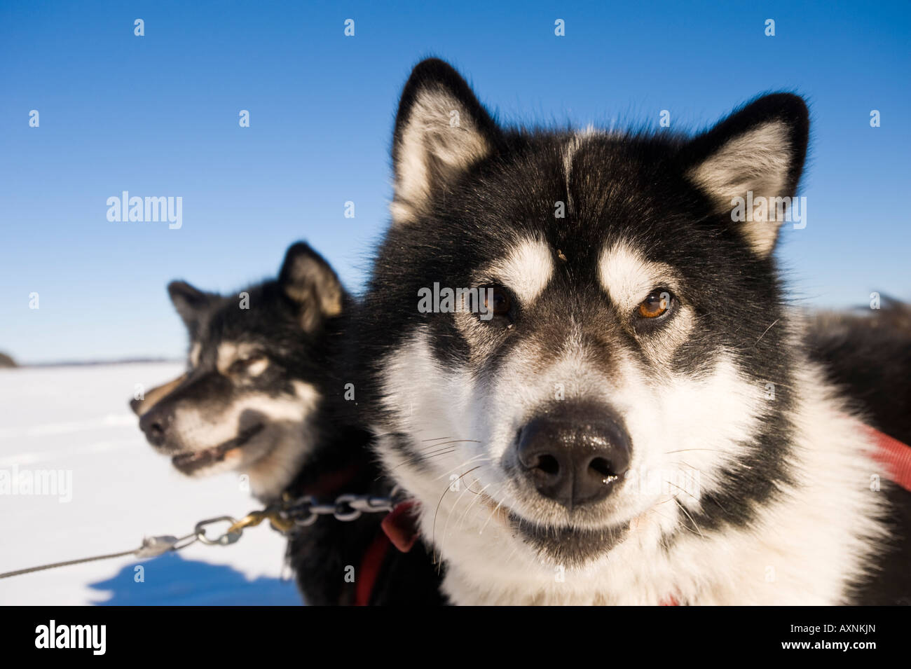 Les chiens inuits canadiens attendent pour tirer un traîneau TRAÎNEAU À CHIENS WINTERGREEN LODGE Banque D'Images