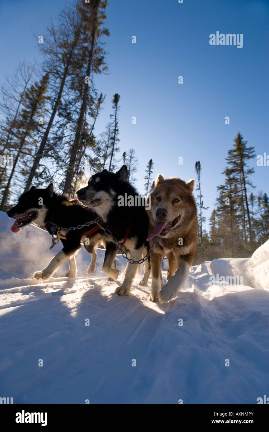 Une équipe de chiens tire à travers un sentier de portage de traîneaux WINTERGREEN LODGE Banque D'Images