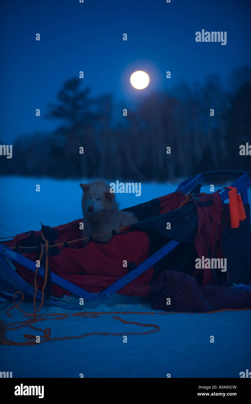 Un chien de traîneau EST ASSIS DANS UN TRAÎNEAU À CHIENS CI-DESSOUS UNE DÉFINITION PLEINE LUNE Boundary Waters Canoe Area Banque D'Images