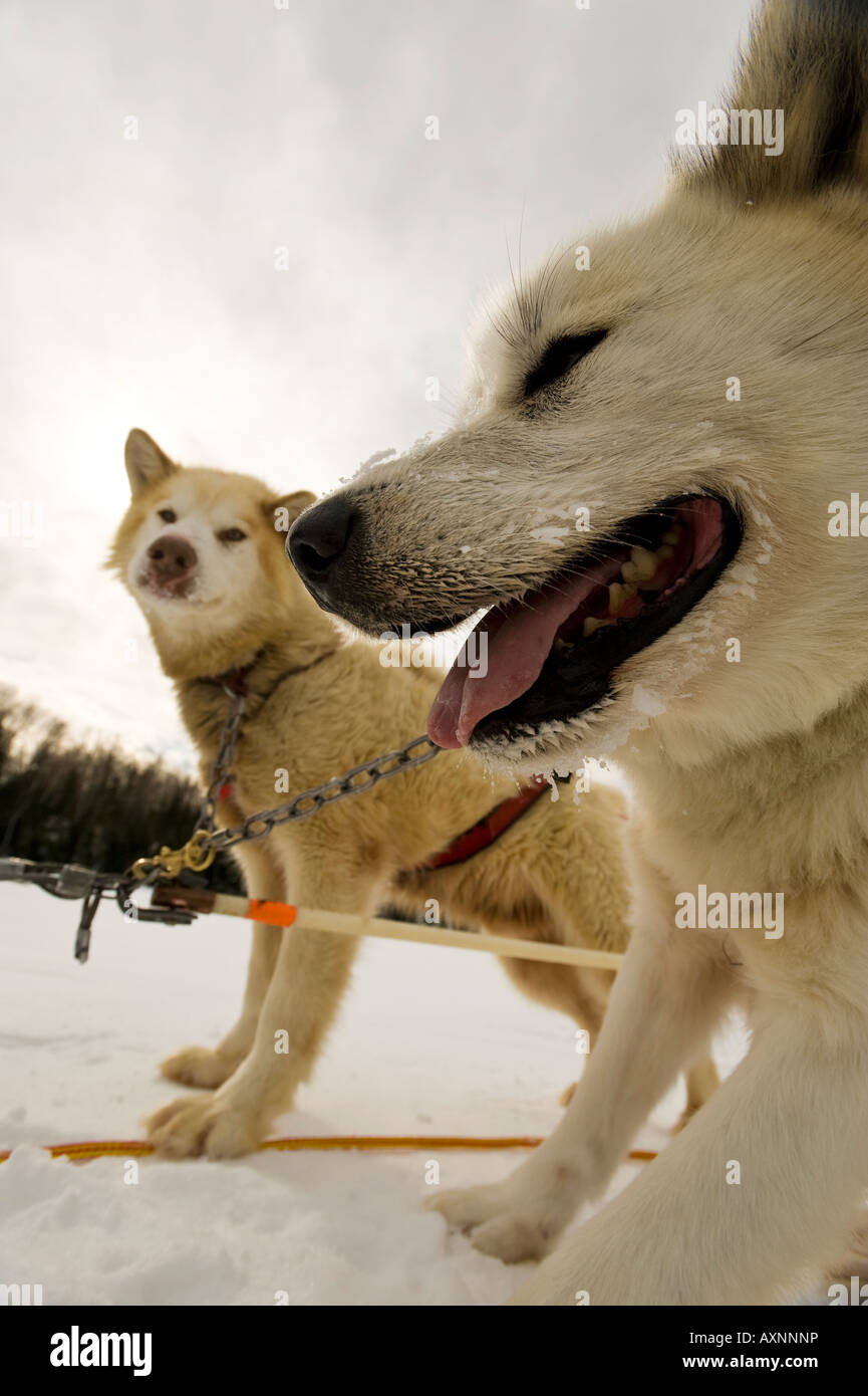 Un couple de chiens inuits CANADIENS DE PRENDRE UNE PAUSE DE TIRANT Boundary Waters Canoe Area au Minnesota Banque D'Images