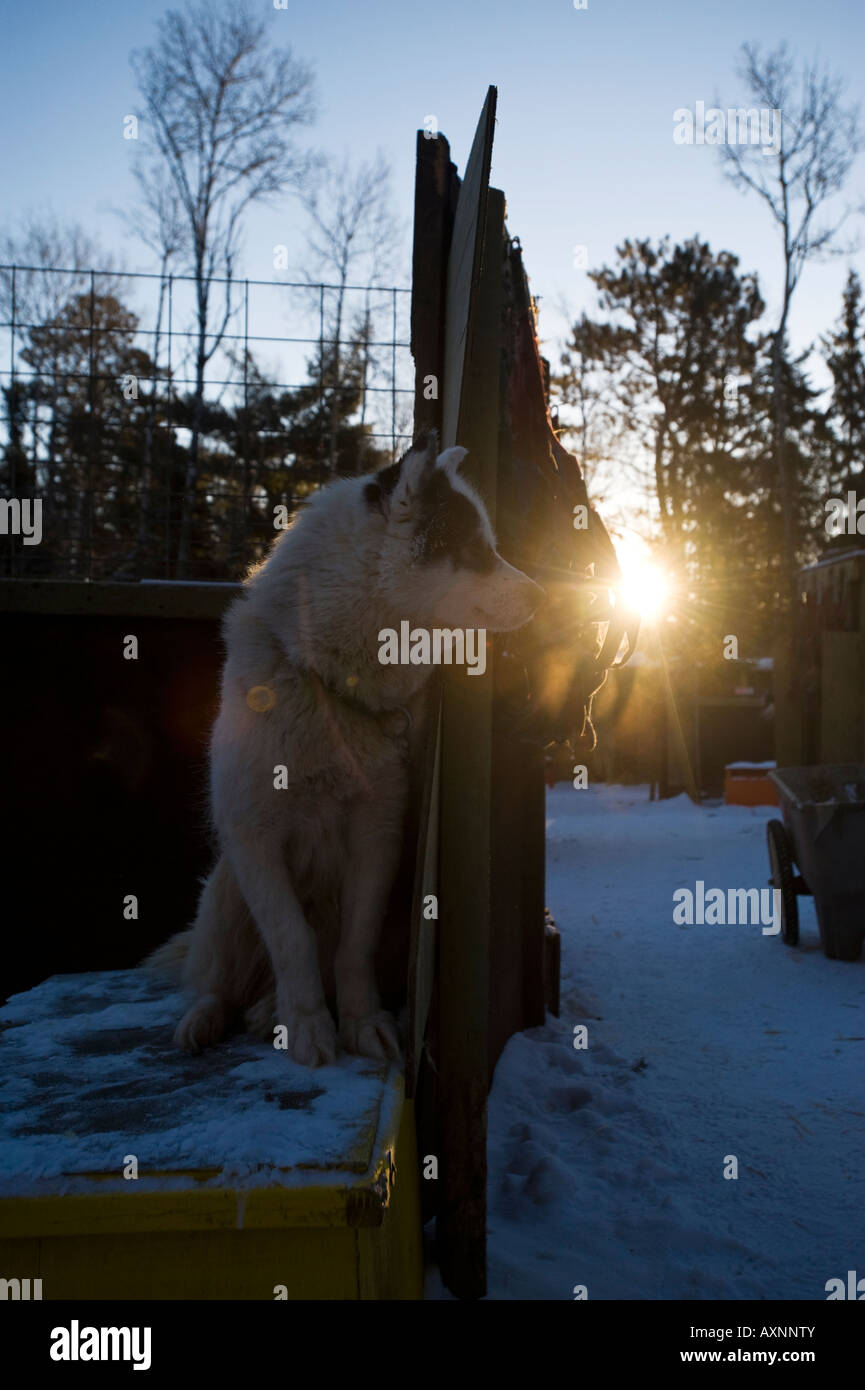 Un chien inuit canadien dans les chenils au lever de gaulthérie TRAÎNEAU À CHIENS LODGE Banque D'Images