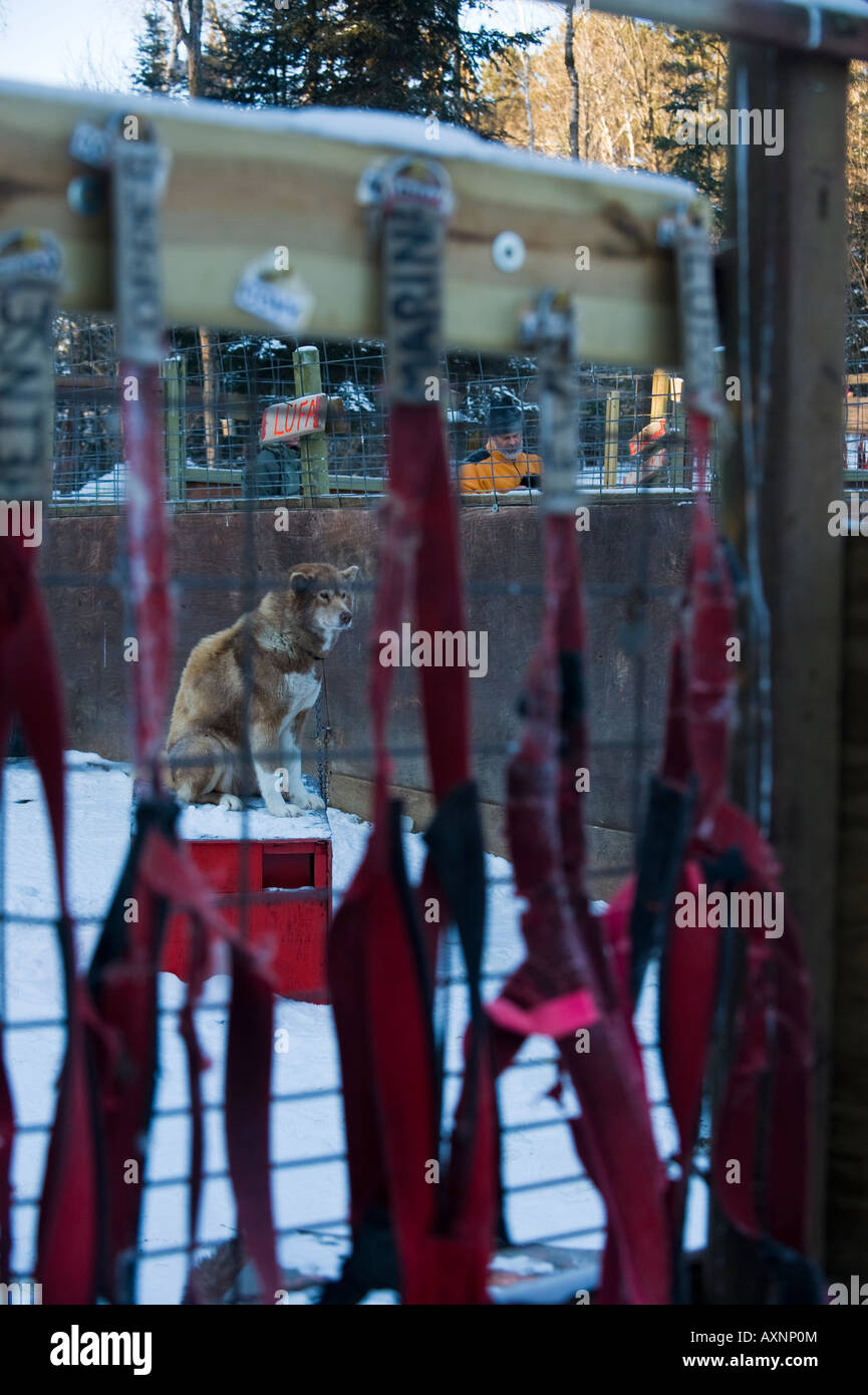 Un chien inuit canadien DANS LA CAGE AVEC LES FAISCEAUX DE TRAÎNEAUX WINTERGREEN LODGE Banque D'Images