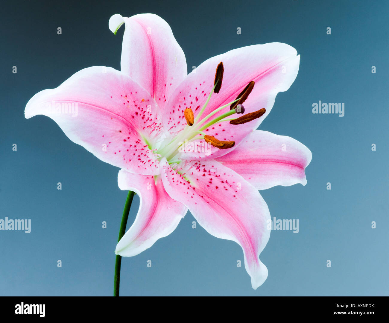 Seul Lily rose jolie beauté calme tranquillité paix sympathie souvenirs Banque D'Images