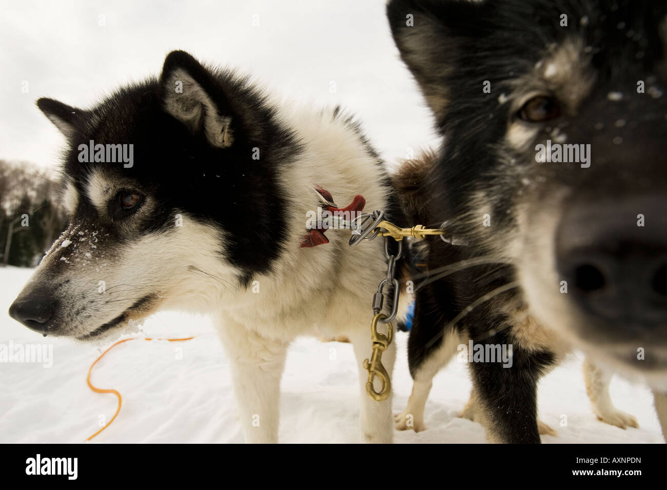 Un couple de chiens inuits CANADIENS DE PRENDRE UNE PAUSE DE TIRANT Boundary Waters Canoe Area au Minnesota Banque D'Images