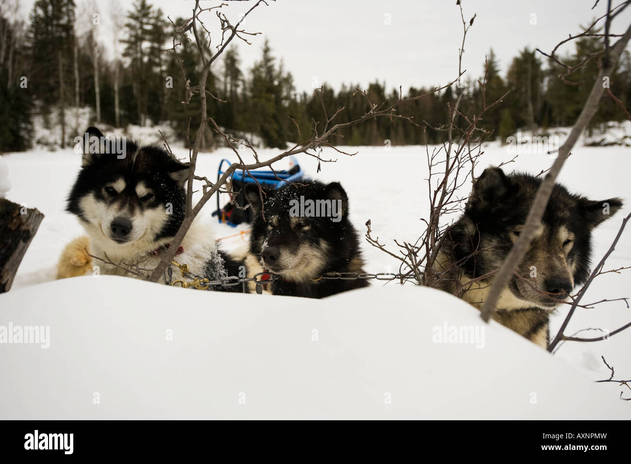 Les CHIENS INUIT CANADIEN SUR UNE POINTE DE BANC DE NEIGE Boundary Waters Canoe Area au Minnesota Banque D'Images