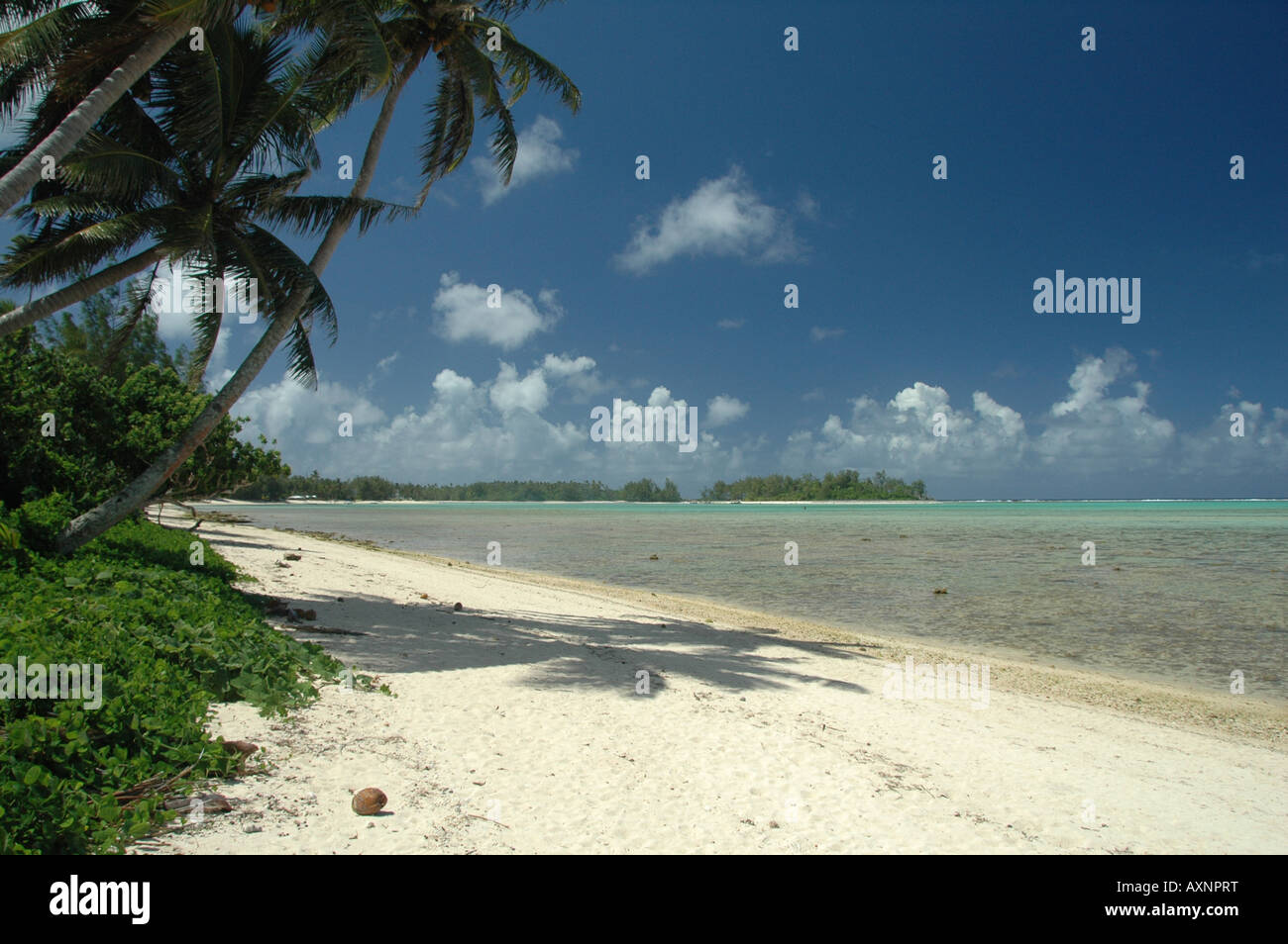 Les plages de franges palm lagon et sur les îles Cook. Banque D'Images