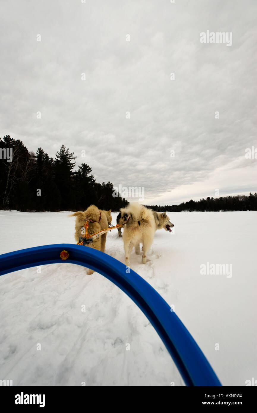 Les chiens inuits canadiens tirer un traîneau sur un lac gelé Boundary Waters Canoe Area au Minnesota Banque D'Images