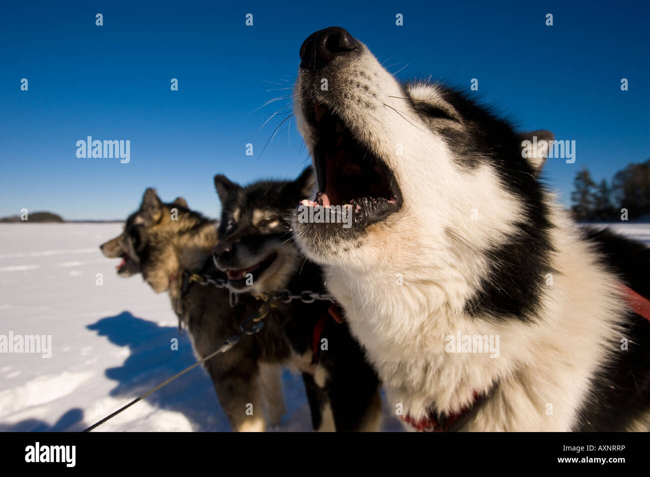 Un chien inuit canadien LAISSE ÉCHAPPER UN HURLEMENT DANS L'excitation d'TIRER LE TRAÎNEAU À CHIENS WINTERGREEN LODGE Banque D'Images