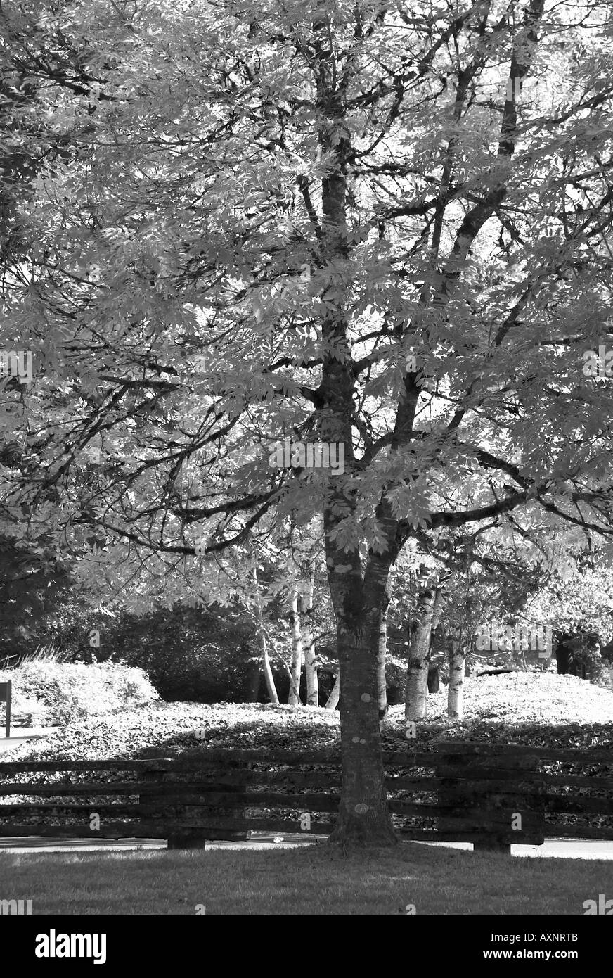 Ron Hayes Paysage de la côte ouest de l'arbre à infrarouge Banque D'Images