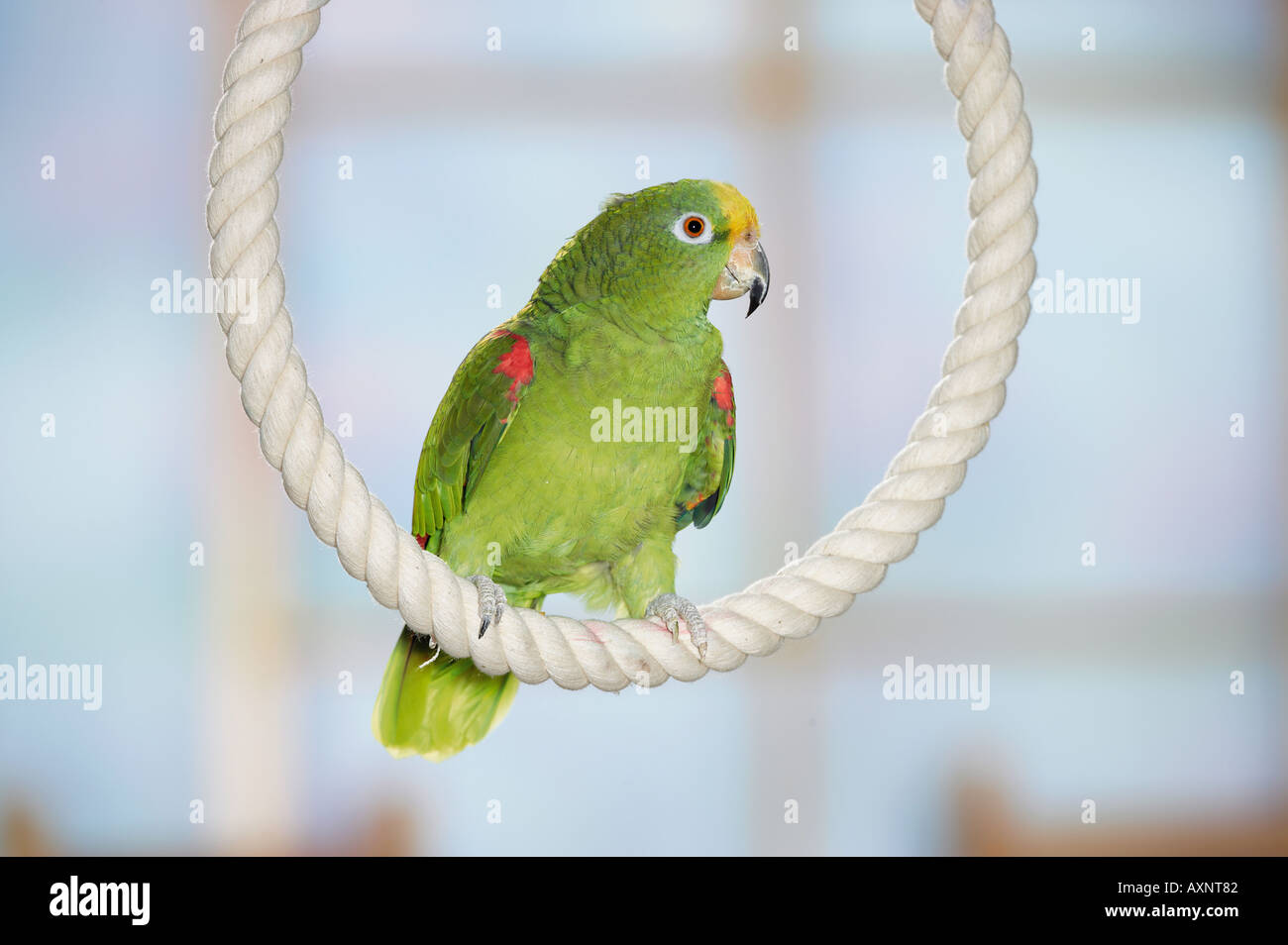 À couronne jaune perroquet sur cord / Amazona ochrocephala Banque D'Images