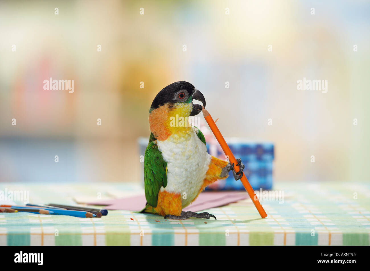 Rêne verts noir sur la table avec un stylo Pionites melanocephala Banque D'Images